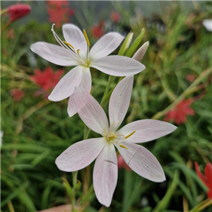 Schizostylis (Hesperantha) Coccinea 'Maidens Blush'